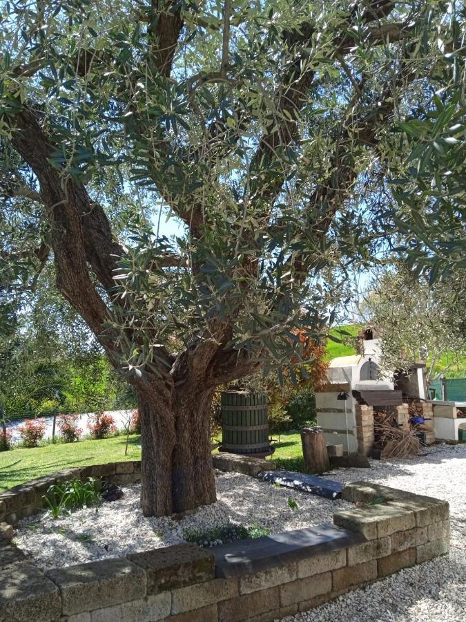 Sotto L'Ulivo Bed and Breakfast Mondavio Buitenkant foto